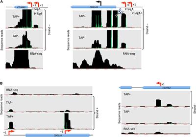 Genome-Wide Transcription Start Site Mapping and Promoter Assignments to a Sigma Factor in the Human Enteropathogen Clostridioides difficile